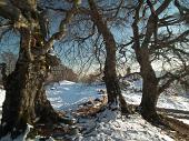 Giro ad anello da Fuipiano sulle prime nevi dello Zuc di Valbona, dei Canti e dei Tre Faggi il 24 novembre 2010 - FOTOGALLERY